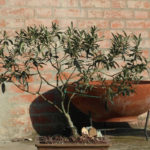 Bonsai Ulivo 2